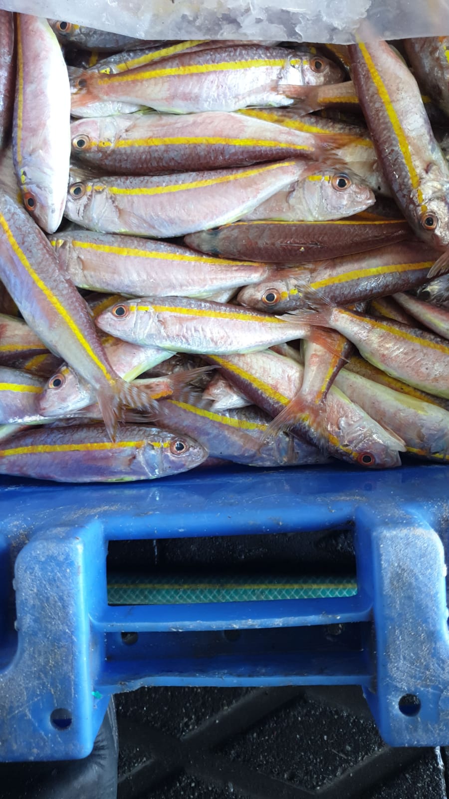 WhatsApp Image 2020-01-30 at 10.32.05 AM.jpeg.jpeg